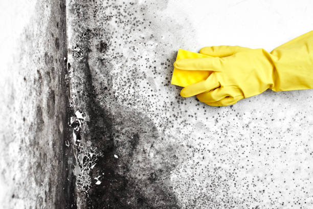 Best Attic Mold Removal  in Berlin, NJ