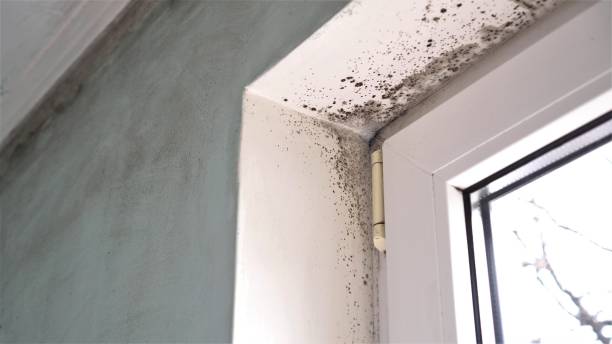 Best Professional Mold Removal  in Berlin, NJ