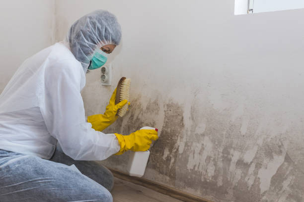 Professional Mold Removal in Berlin, NJ