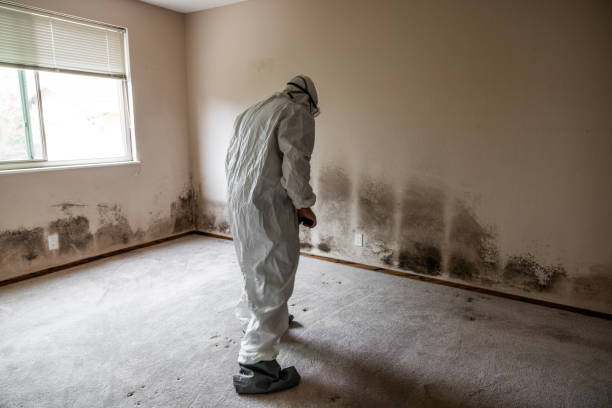 Berlin, NJ Mold Removal Company